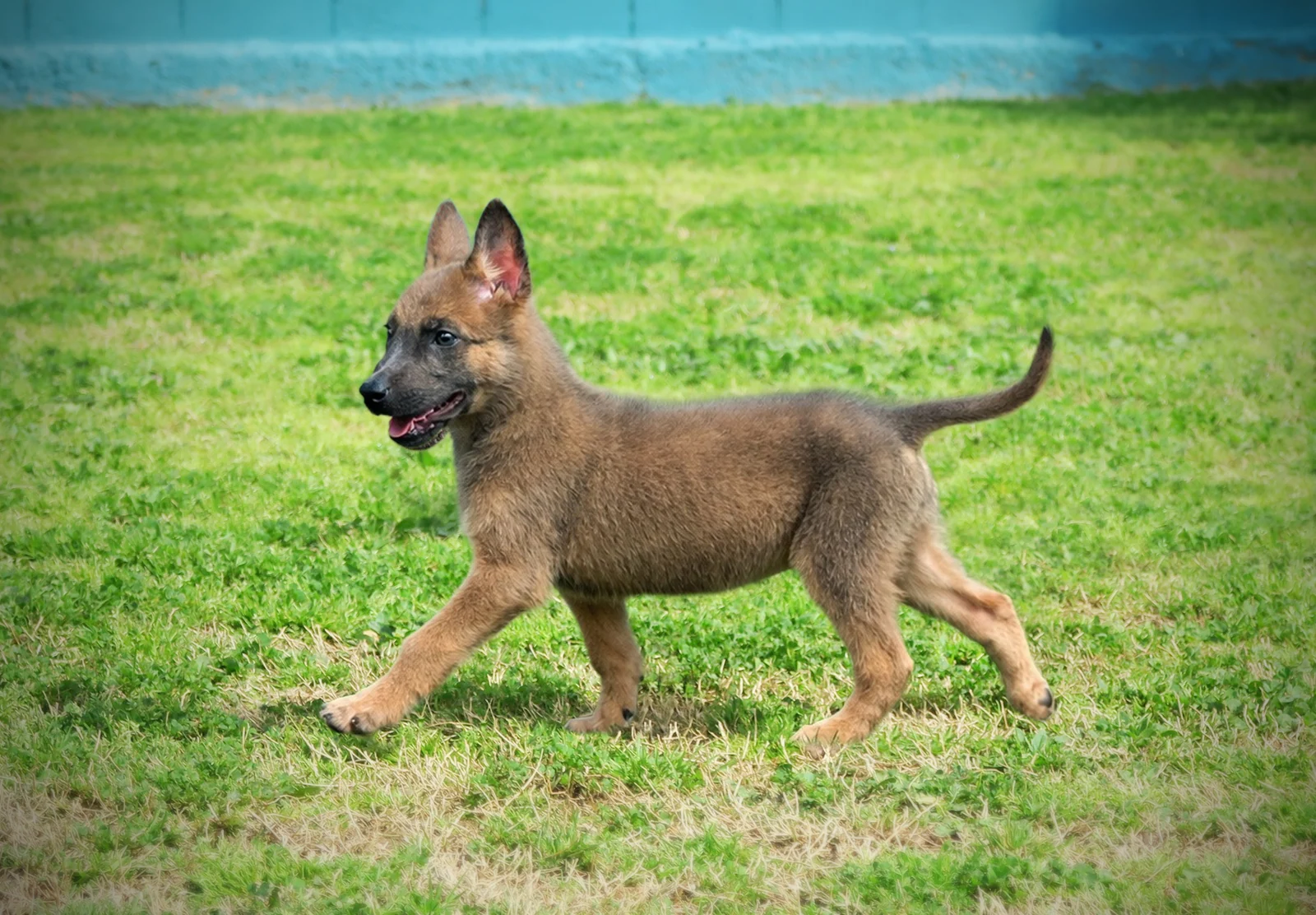 Loki & Baili — fotografía real 3 · Working Dog Solutions