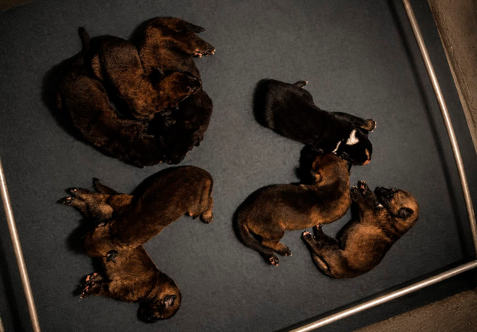 Nix & Gringo — fotografía real 3 · Working Dog Solutions