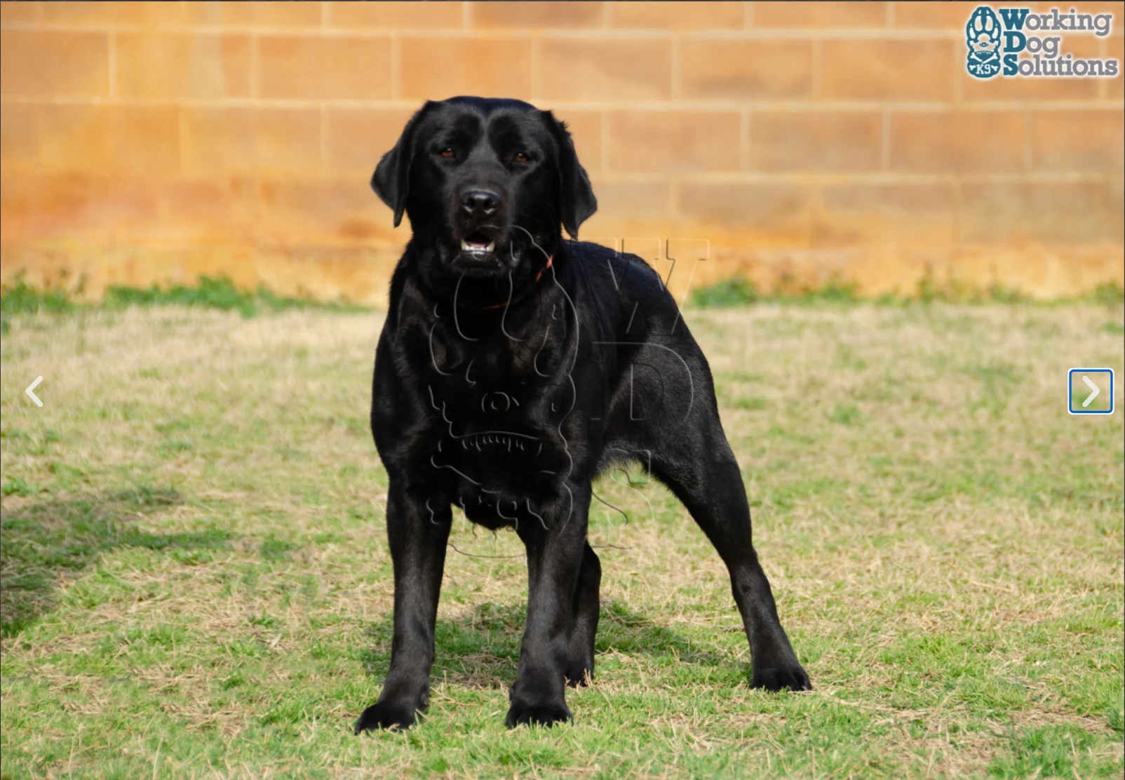 Nuca & Boby — fotografía real 1 · Working Dog Solutions