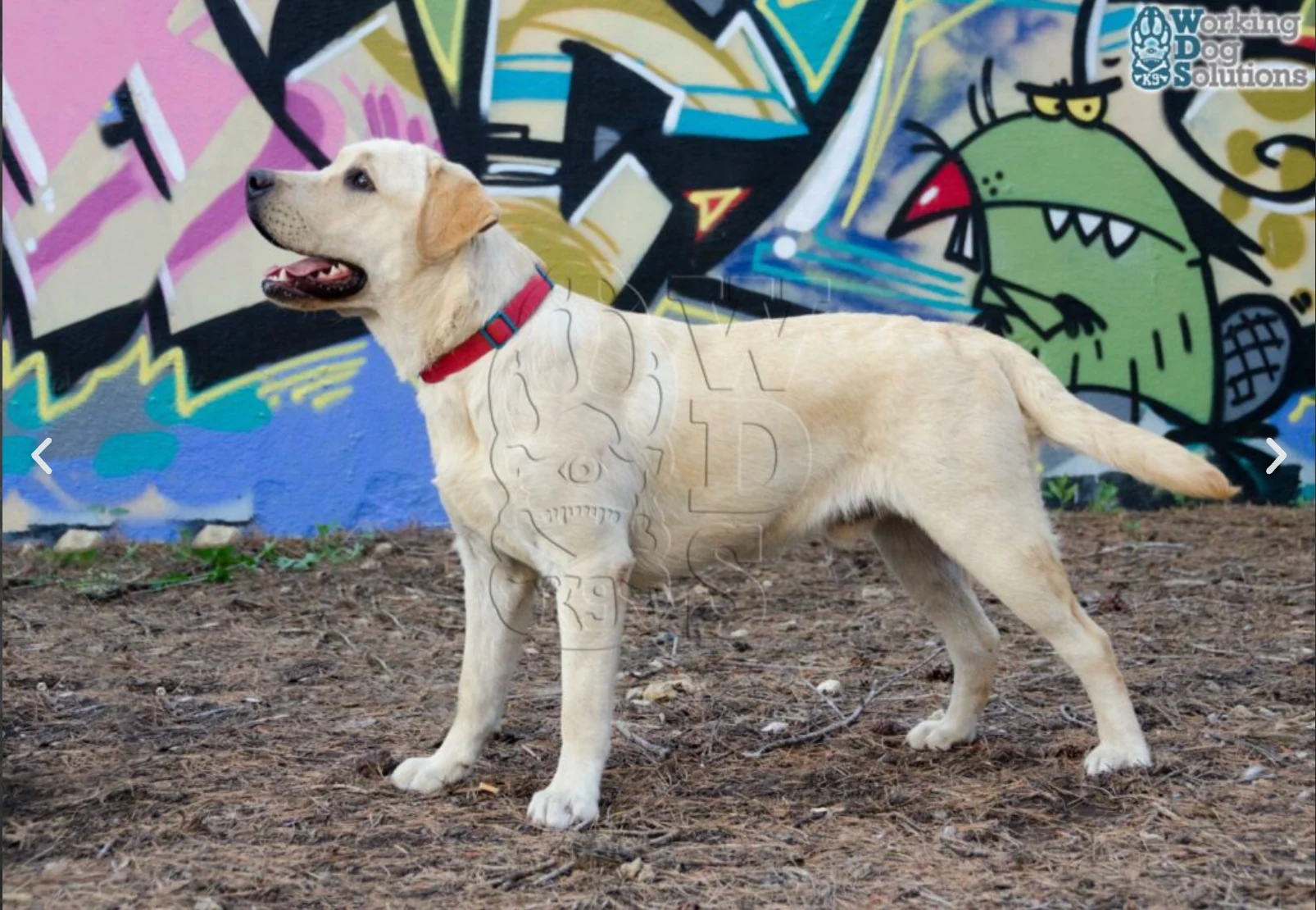 Nuca & Boby — fotografía real 2 · Working Dog Solutions
