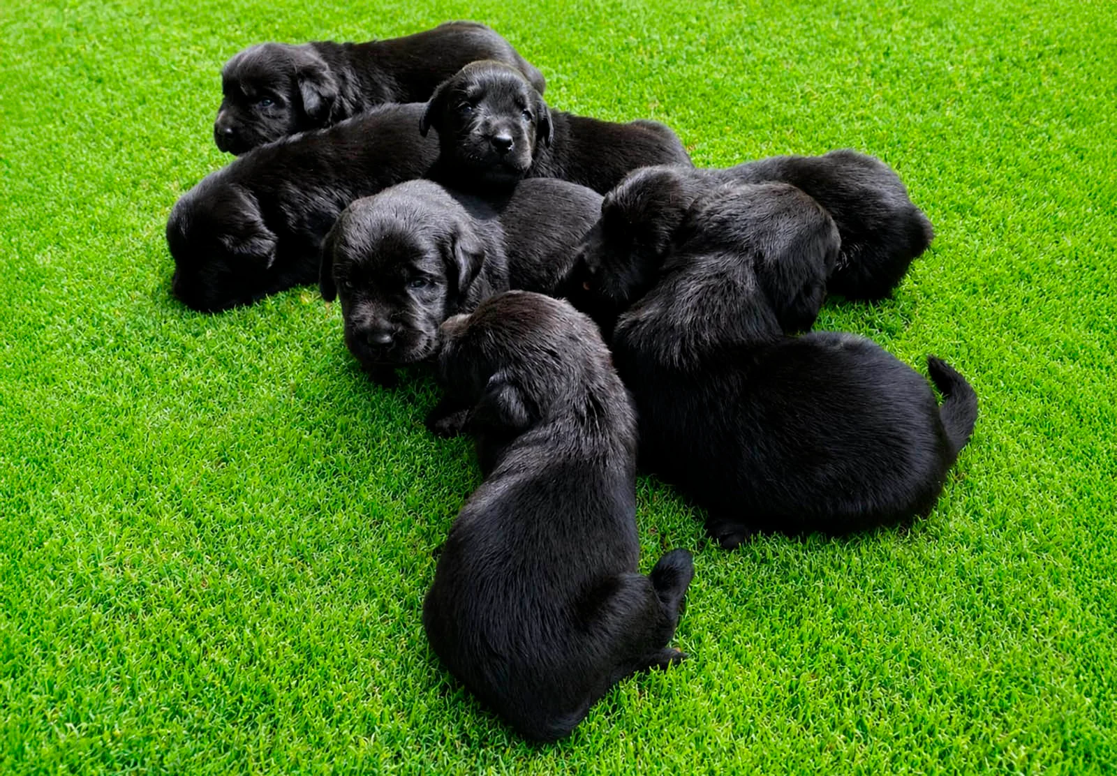 Nuca & Boby — fotografía real 5 · Working Dog Solutions