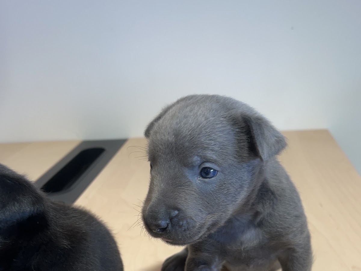 Chiot partagé par Dahanna dans son avis Google public