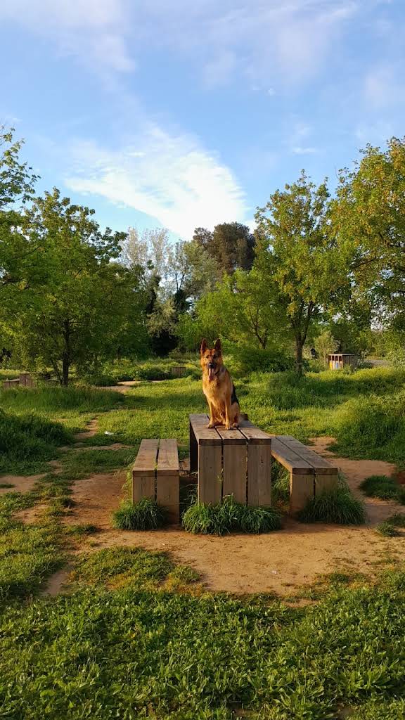 Fox dans les espaces extérieurs de Working Dog Solutions, photo partagée dans un avis public