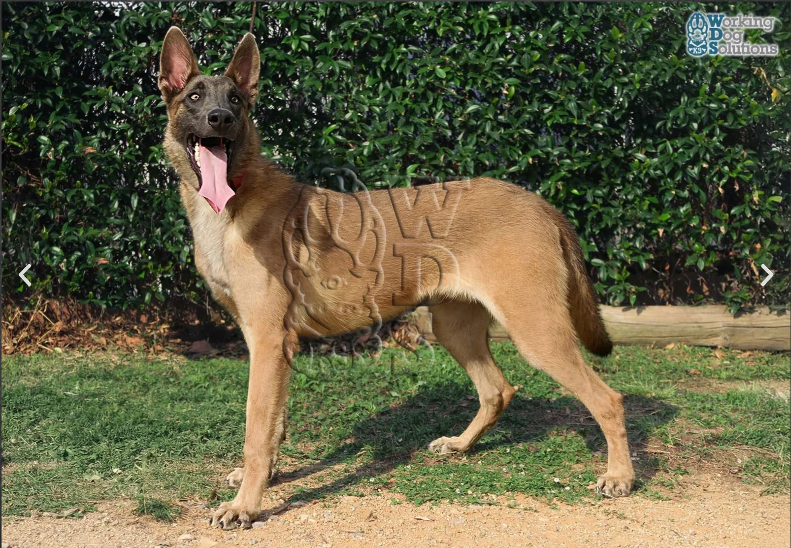 ATLAS, perro de Working Dog Solutions
