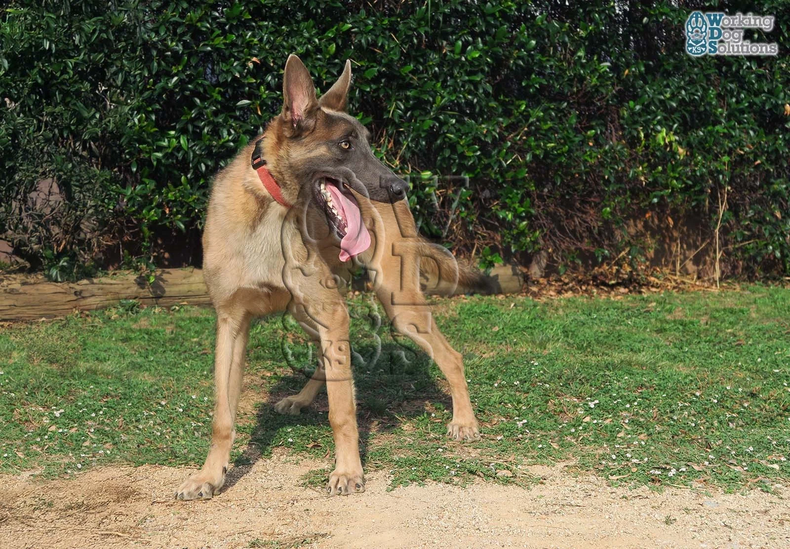 ATLAS, perro de Working Dog Solutions