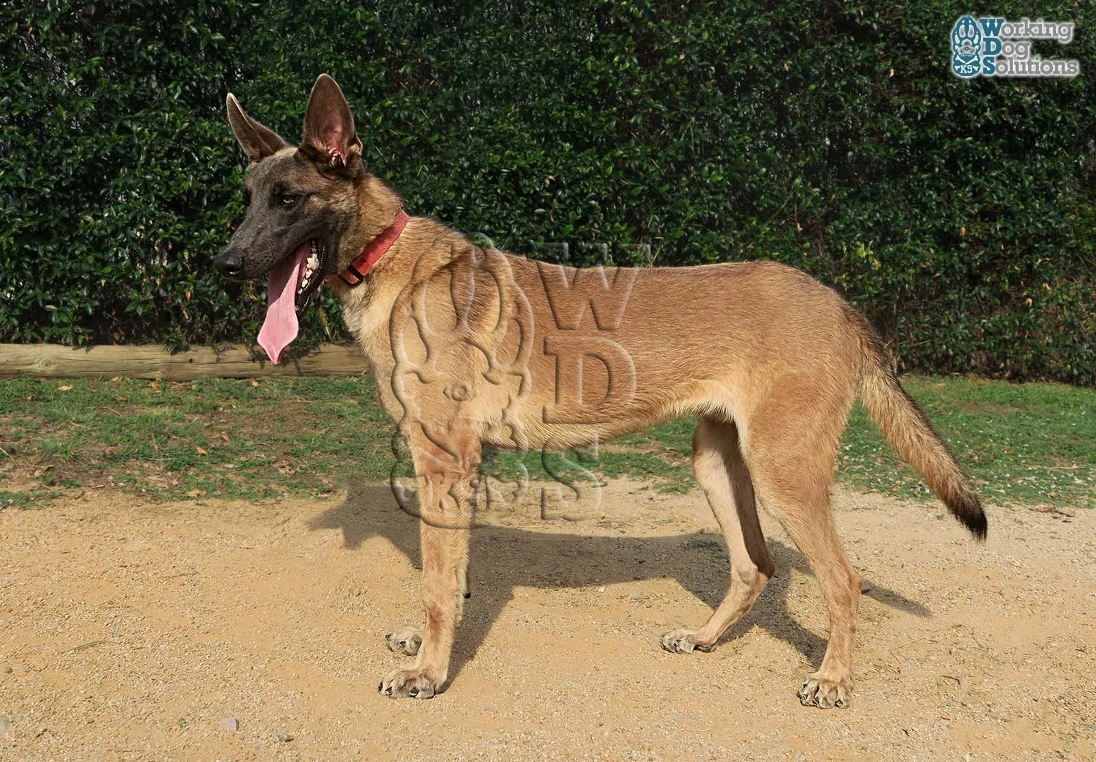 ATLAS, perro de Working Dog Solutions