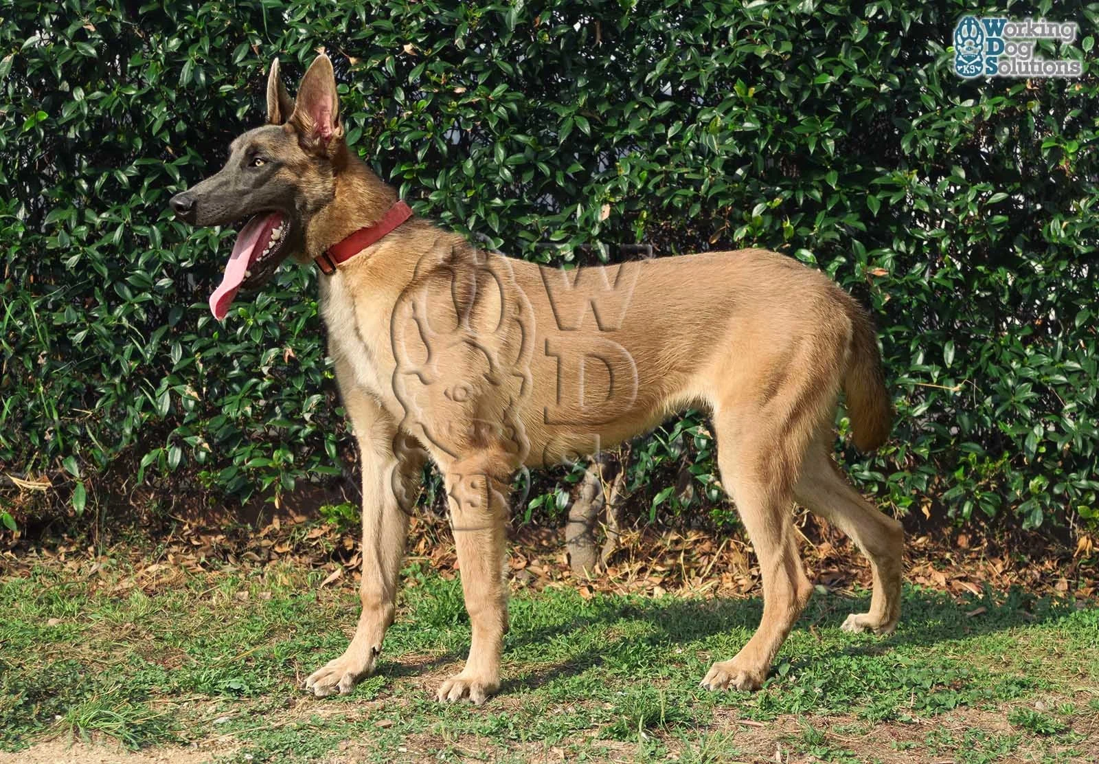 ATLAS, perro de Working Dog Solutions
