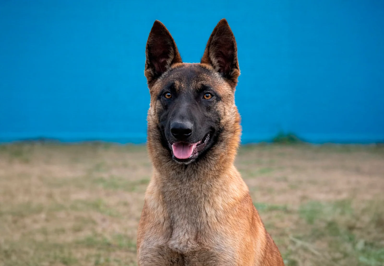 Bran, chien de Working Dog Solutions