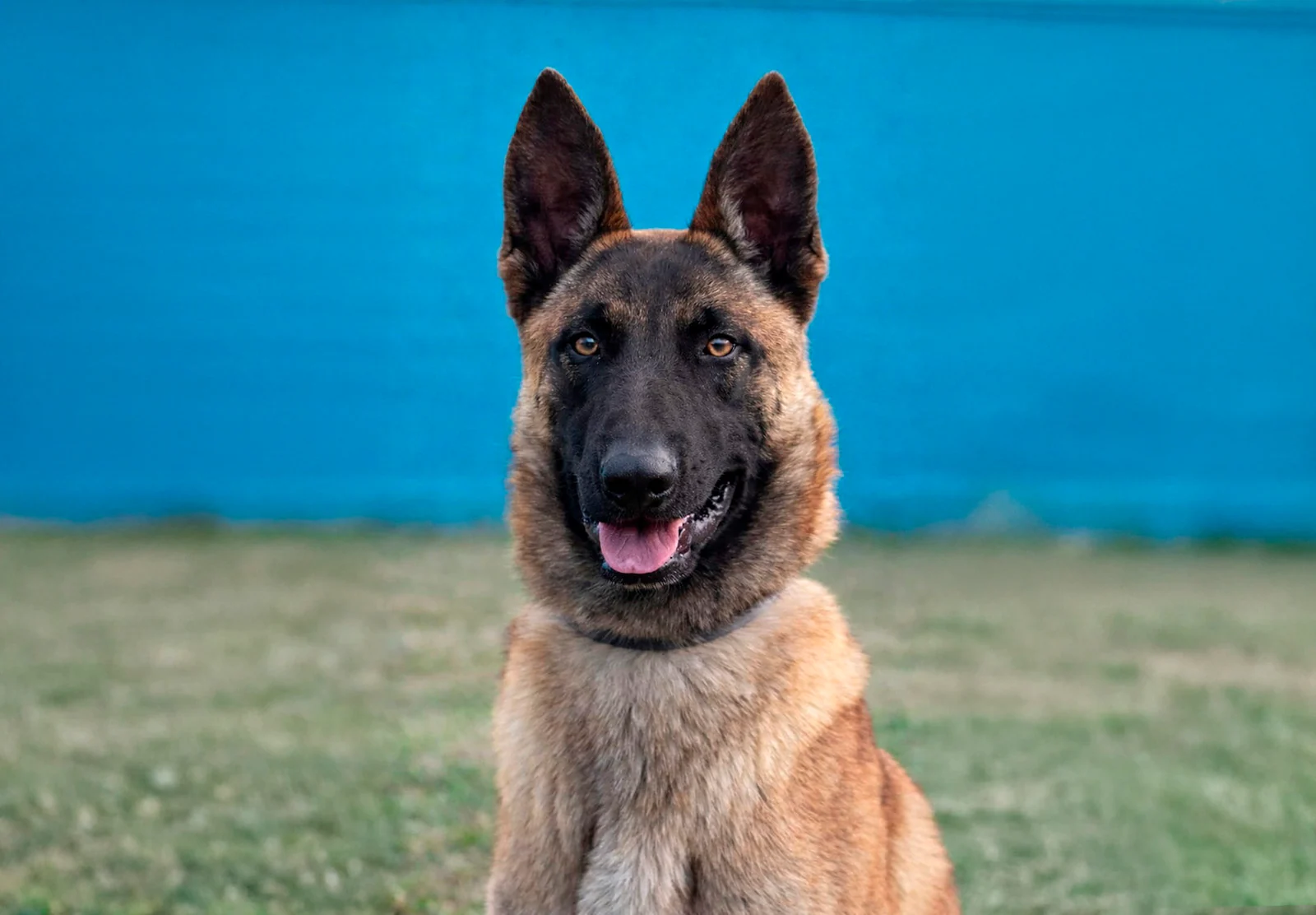 BRAN, chien de Working Dog Solutions