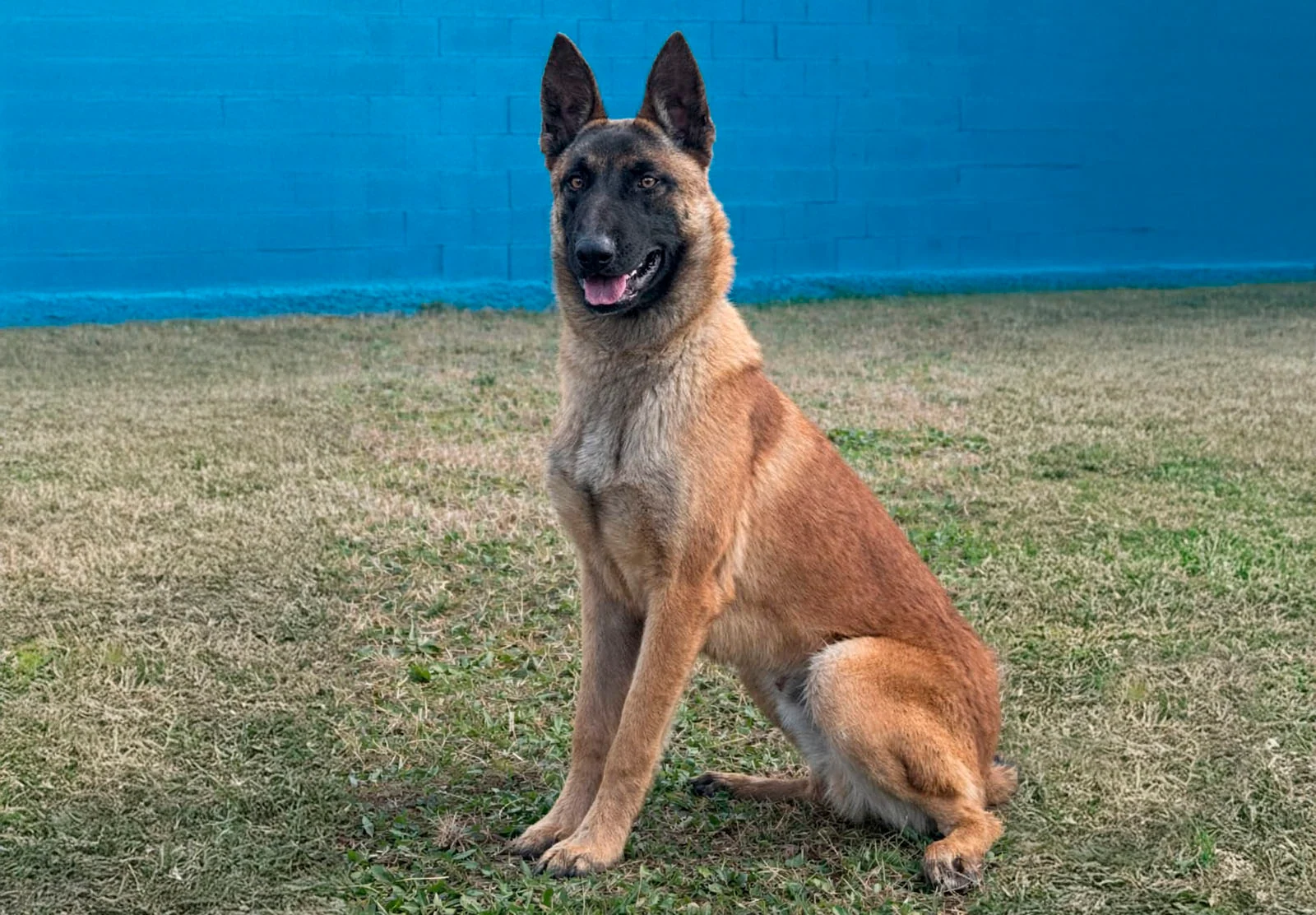BRAN, perro de Working Dog Solutions