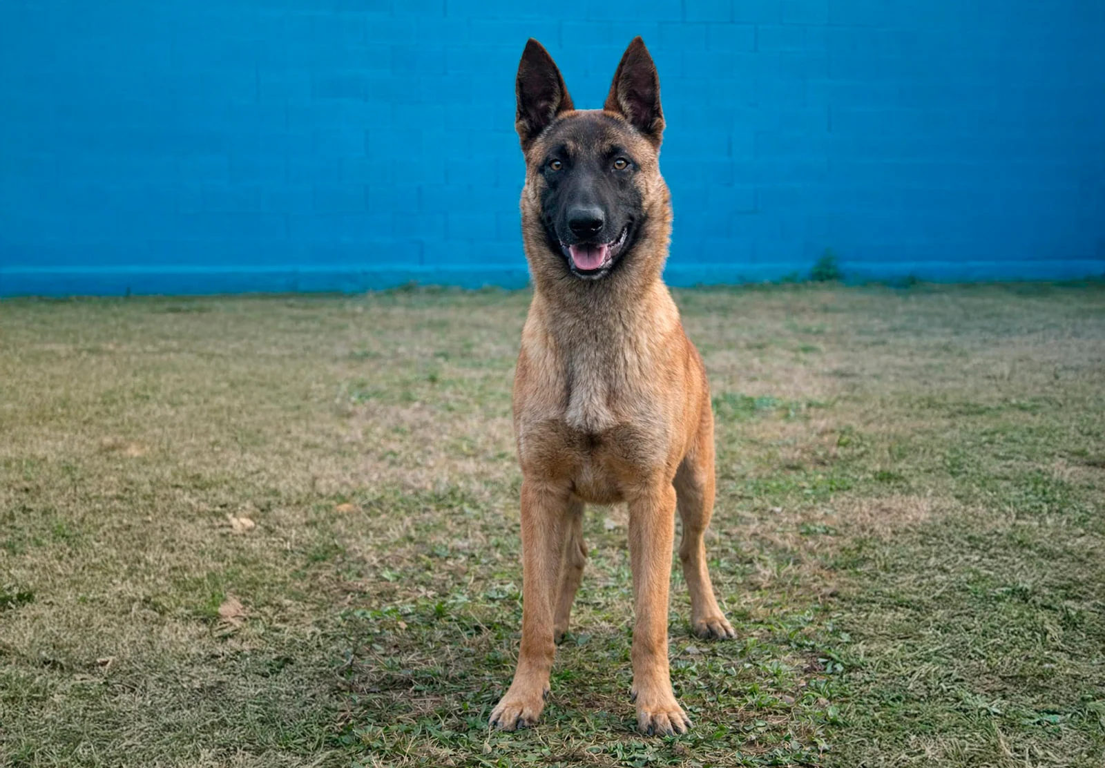 BRAN, perro de Working Dog Solutions