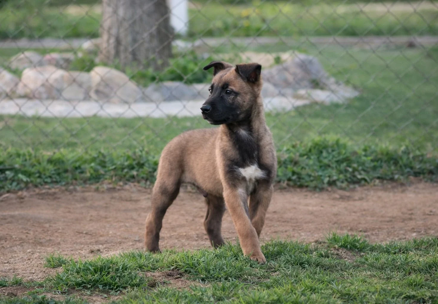 BRUC, perro de Working Dog Solutions