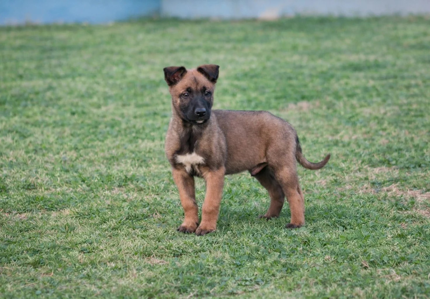 BRUC, chien de Working Dog Solutions
