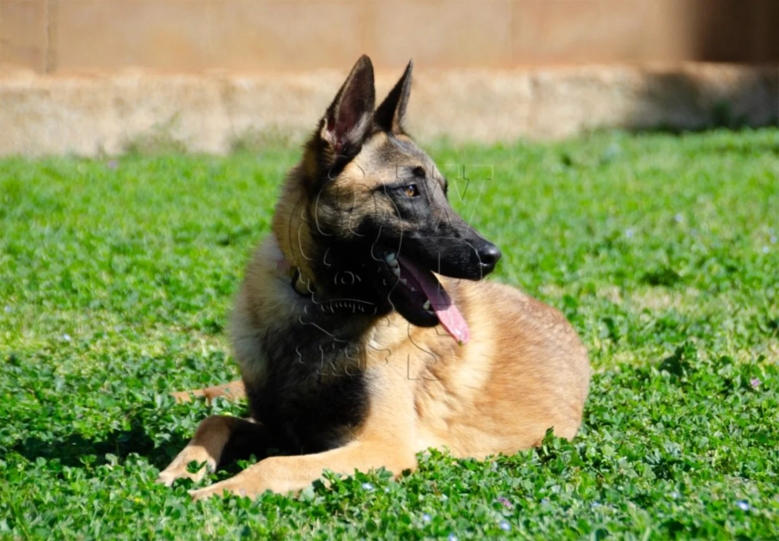DUKE, chien de Working Dog Solutions