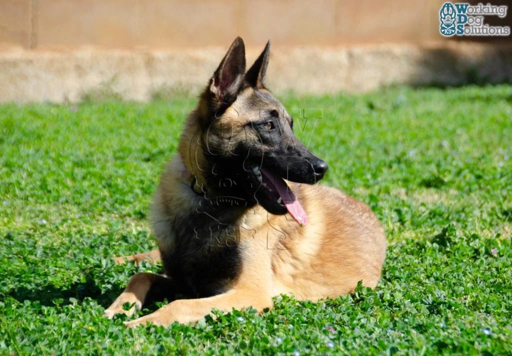 DUKE, perro de Working Dog Solutions