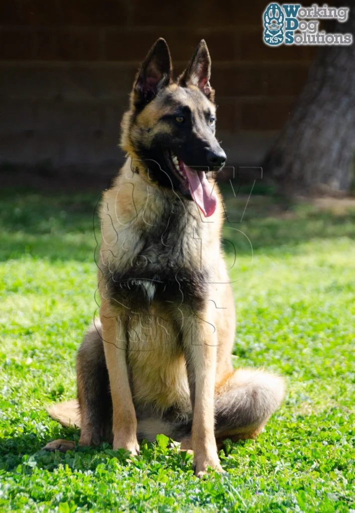 DUKE, perro de Working Dog Solutions