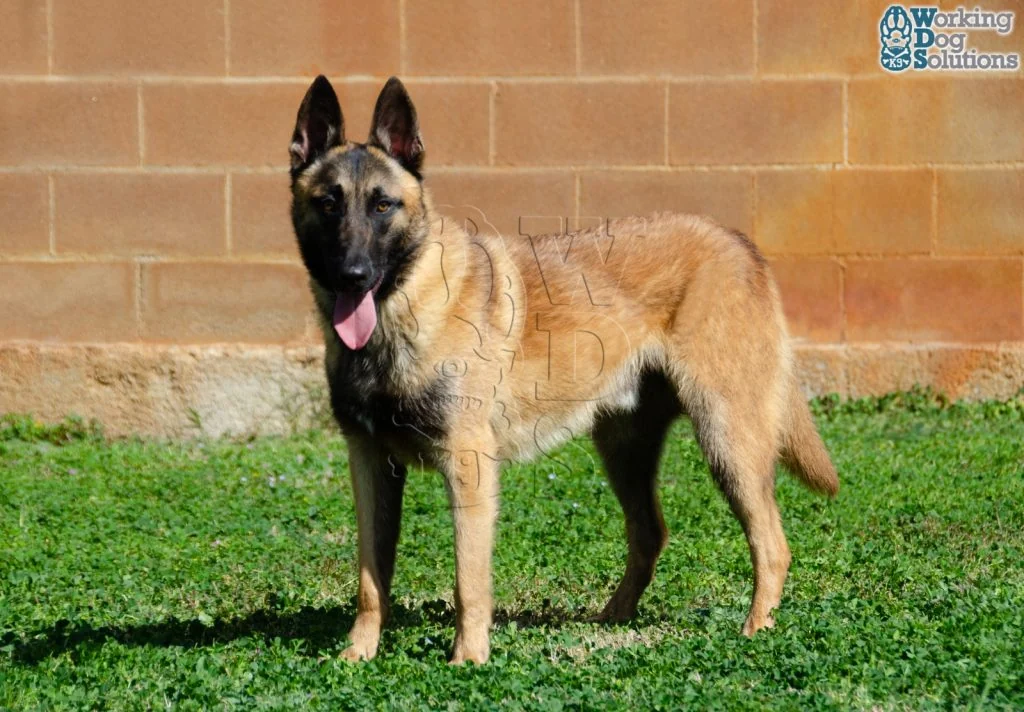 DUKE, perro de Working Dog Solutions
