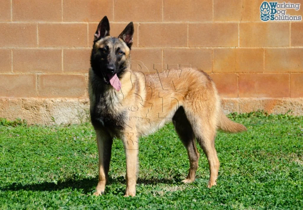 DUKE, perro de Working Dog Solutions