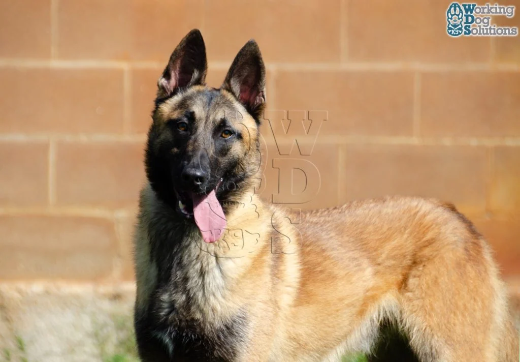 DUKE, perro de Working Dog Solutions