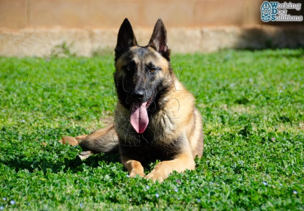DUKE, perro de Working Dog Solutions