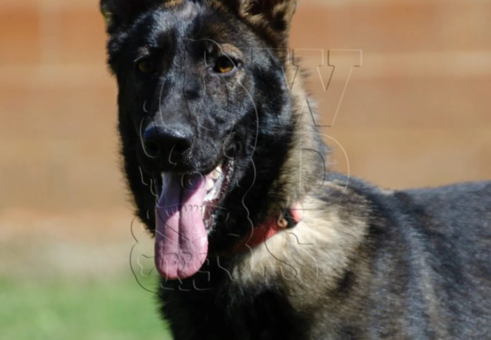 FOXY, chien de Working Dog Solutions