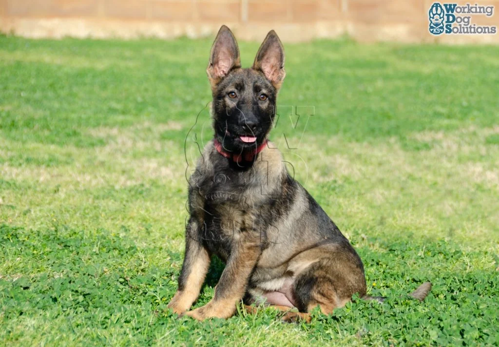 FOXY, perro de Working Dog Solutions