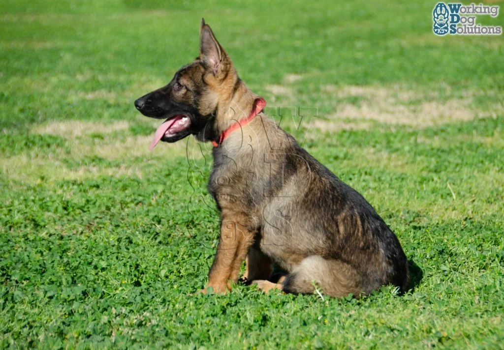 FOXY, perro de Working Dog Solutions