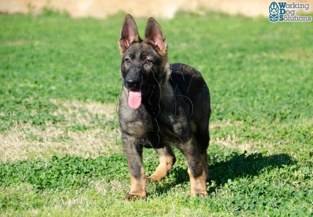 FOXY, perro de Working Dog Solutions