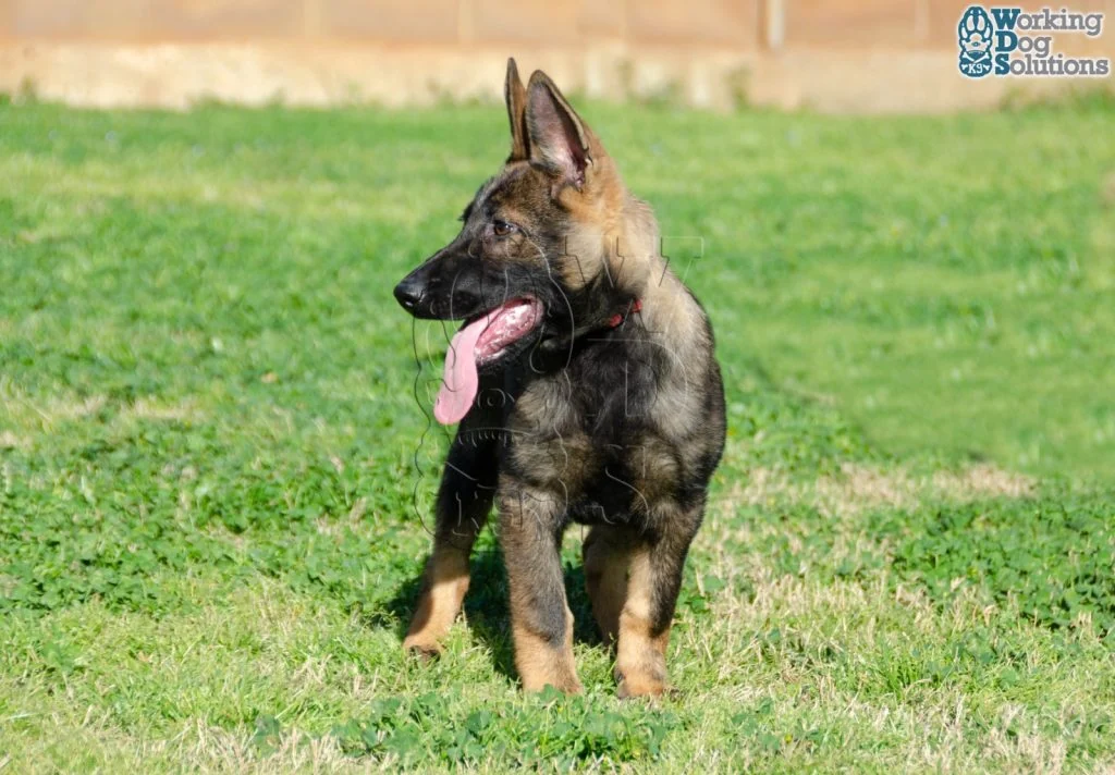 FOXY, perro de Working Dog Solutions