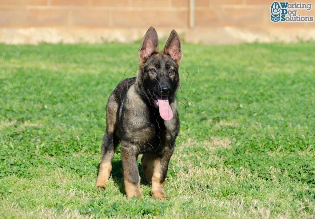 FOXY, perro de Working Dog Solutions
