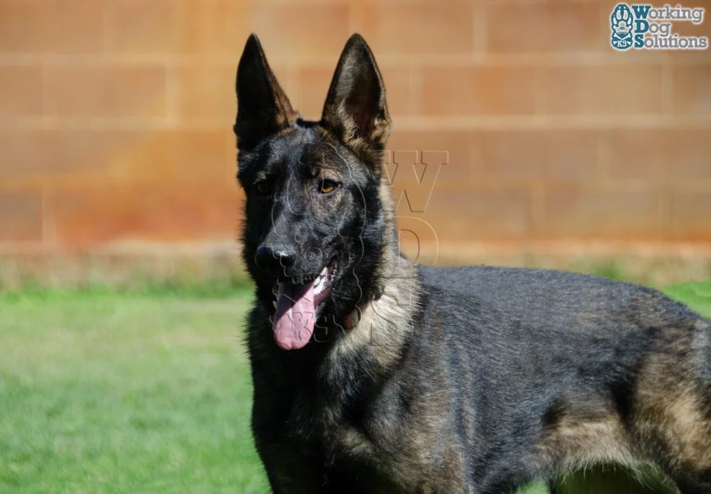 FOXY, perro de Working Dog Solutions