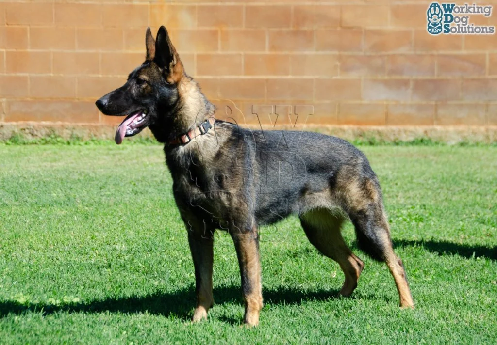 FOXY, perro de Working Dog Solutions