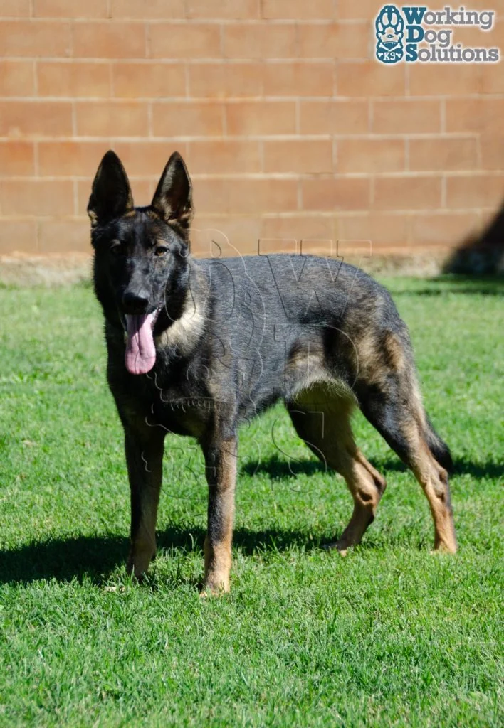 FOXY, perro de Working Dog Solutions
