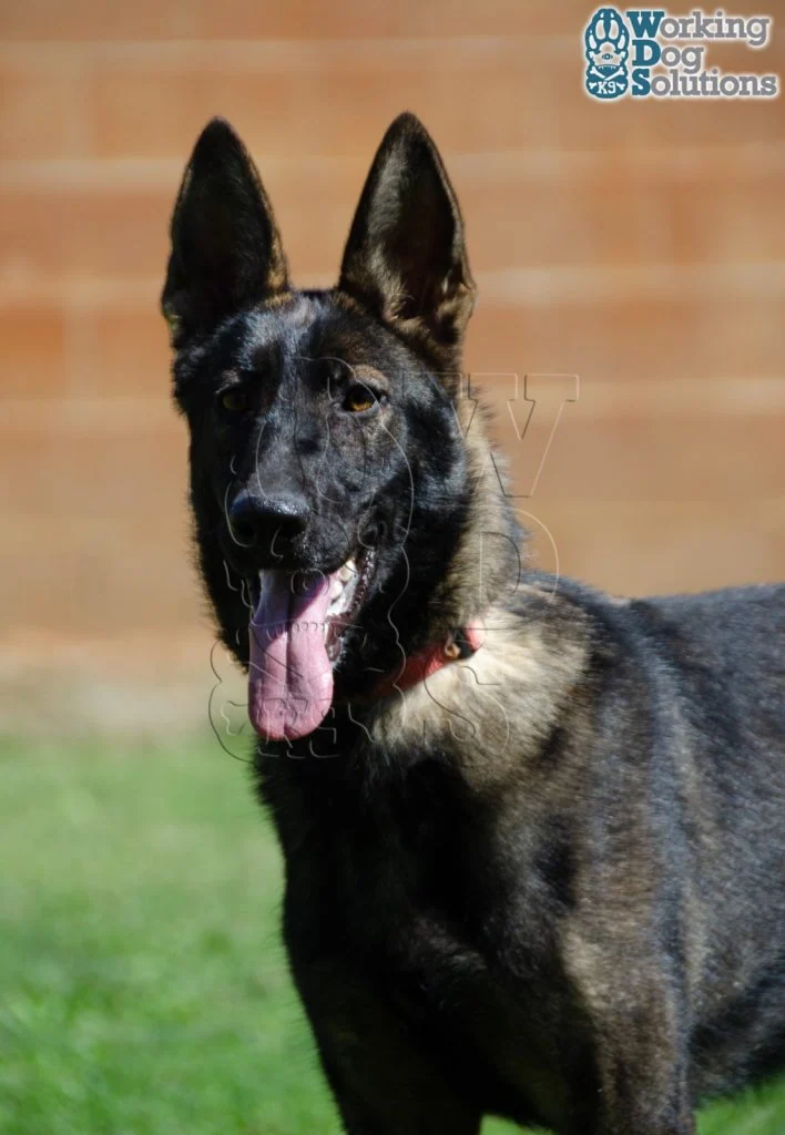 FOXY, perro de Working Dog Solutions