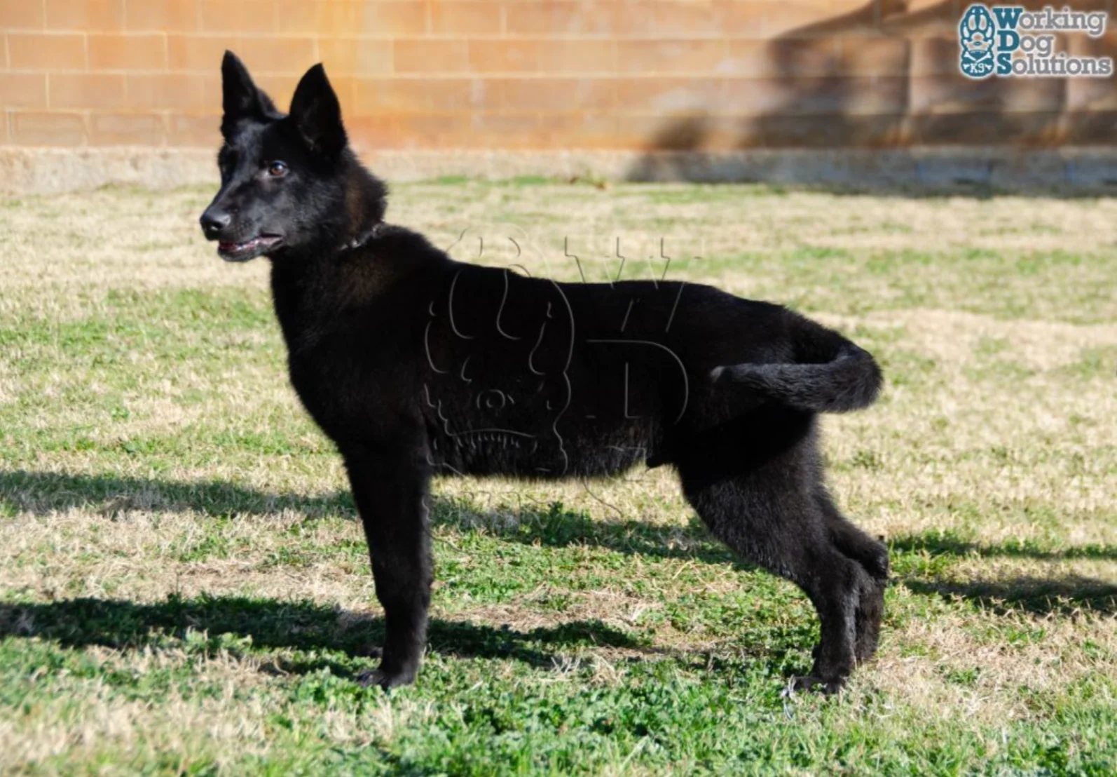 GRETA, perro de Working Dog Solutions