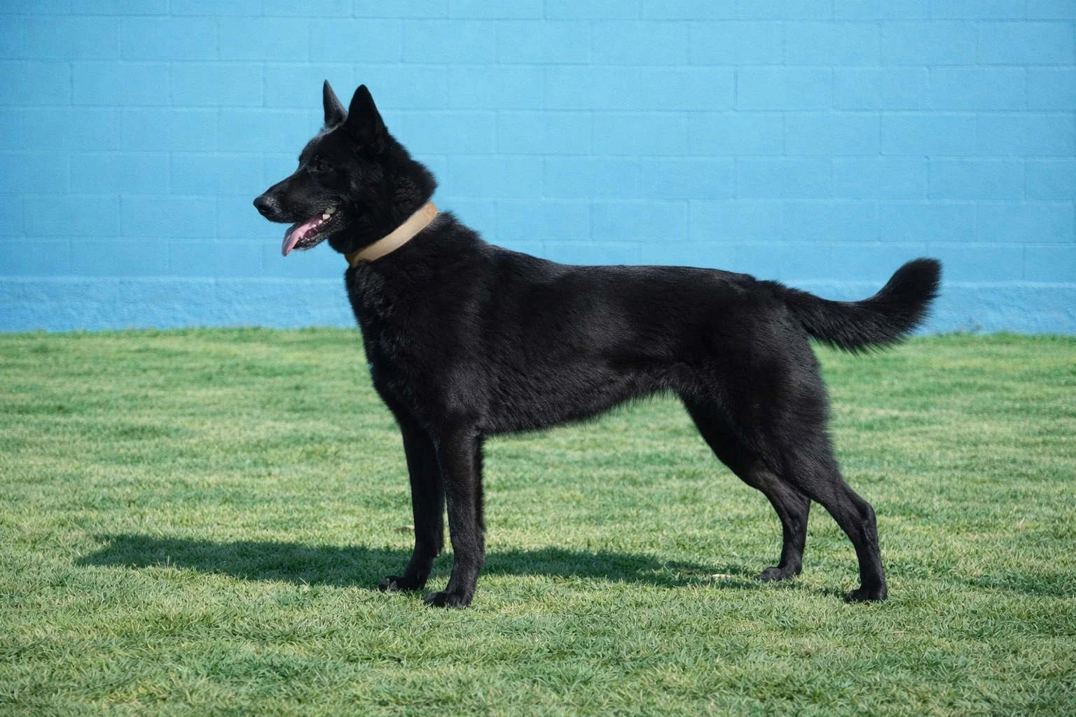 GRETA, perro de Working Dog Solutions