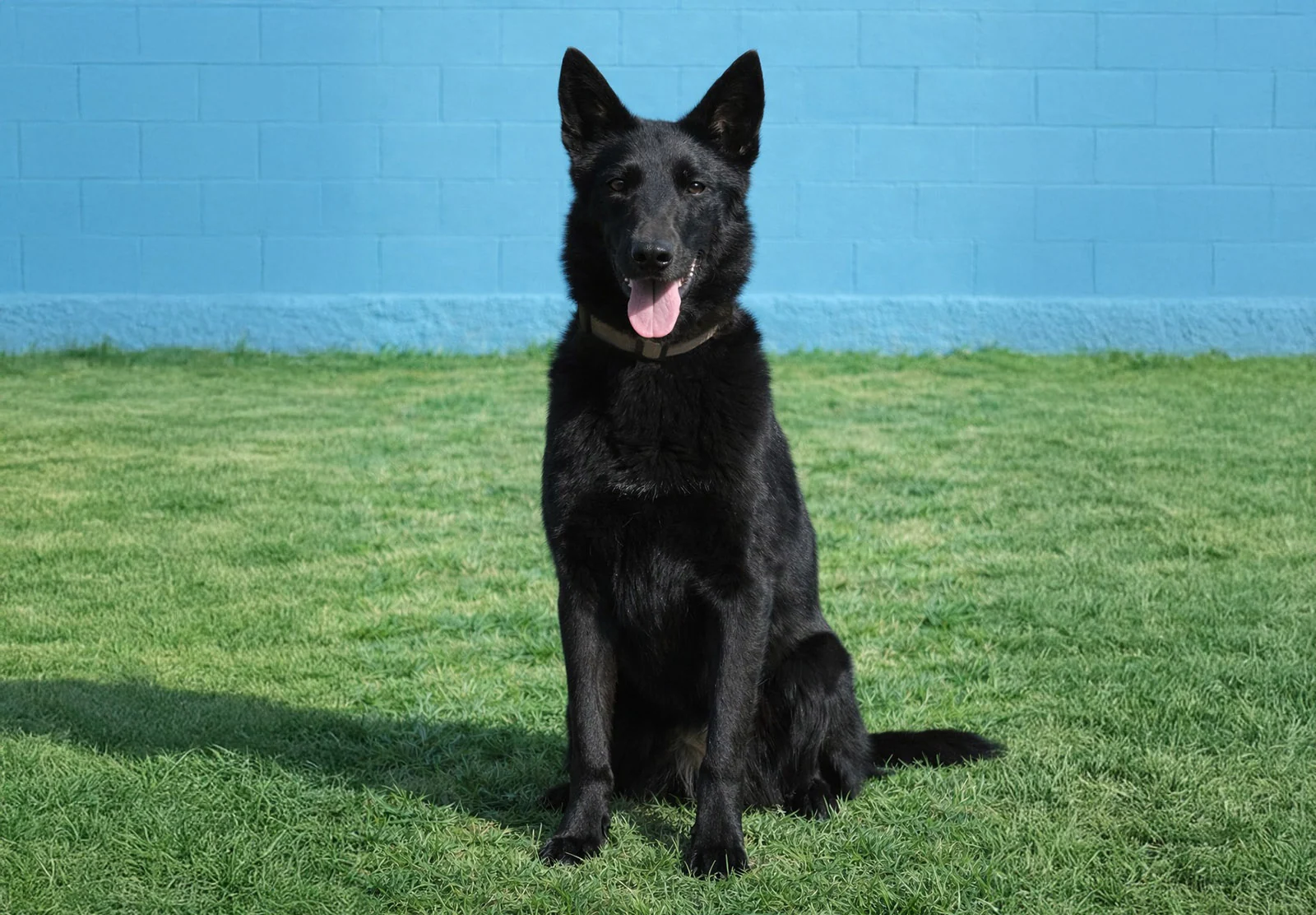GRETA, chien de Working Dog Solutions