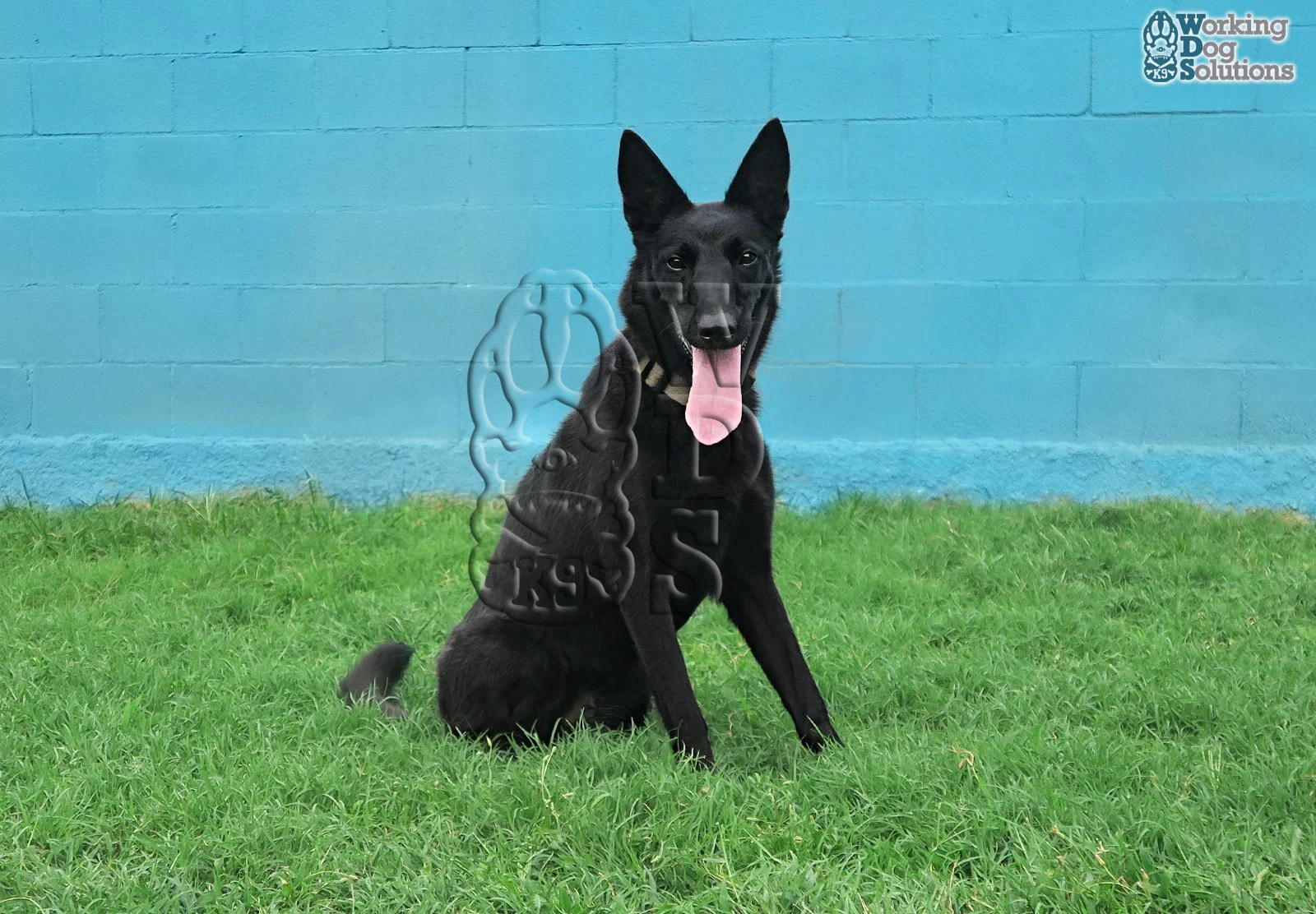 GRETA, perro de Working Dog Solutions