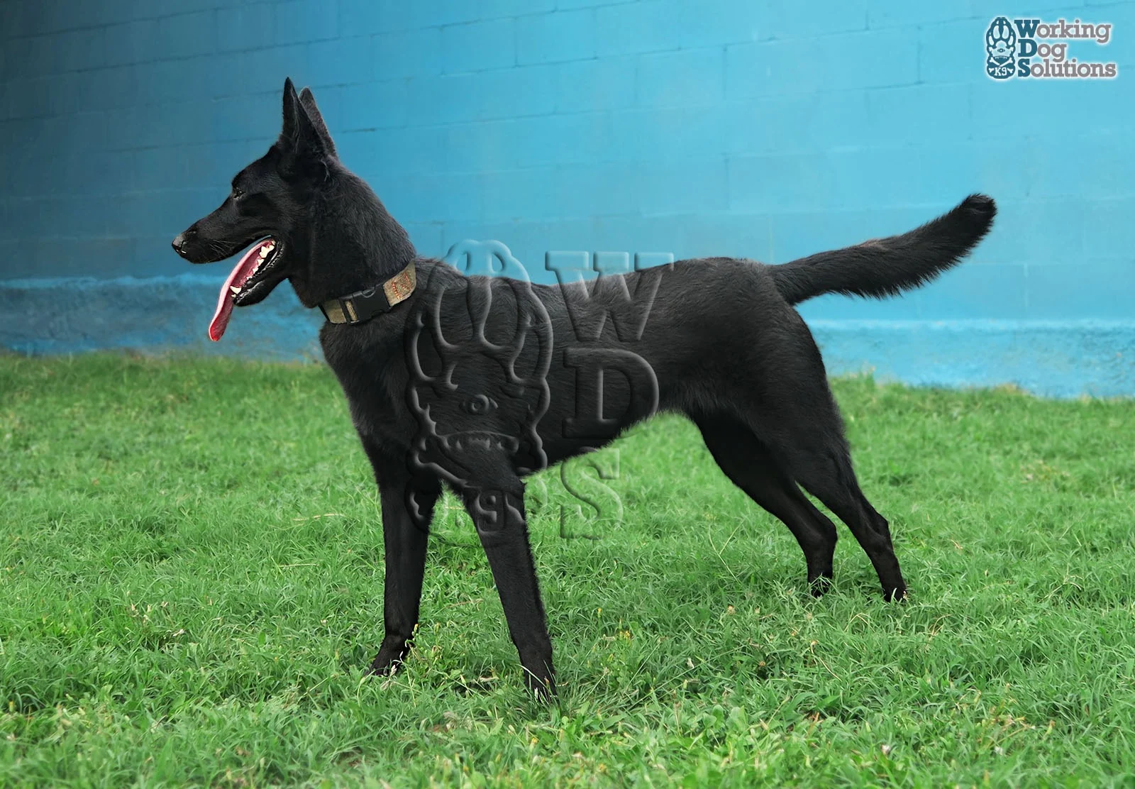 GRETA, perro de Working Dog Solutions