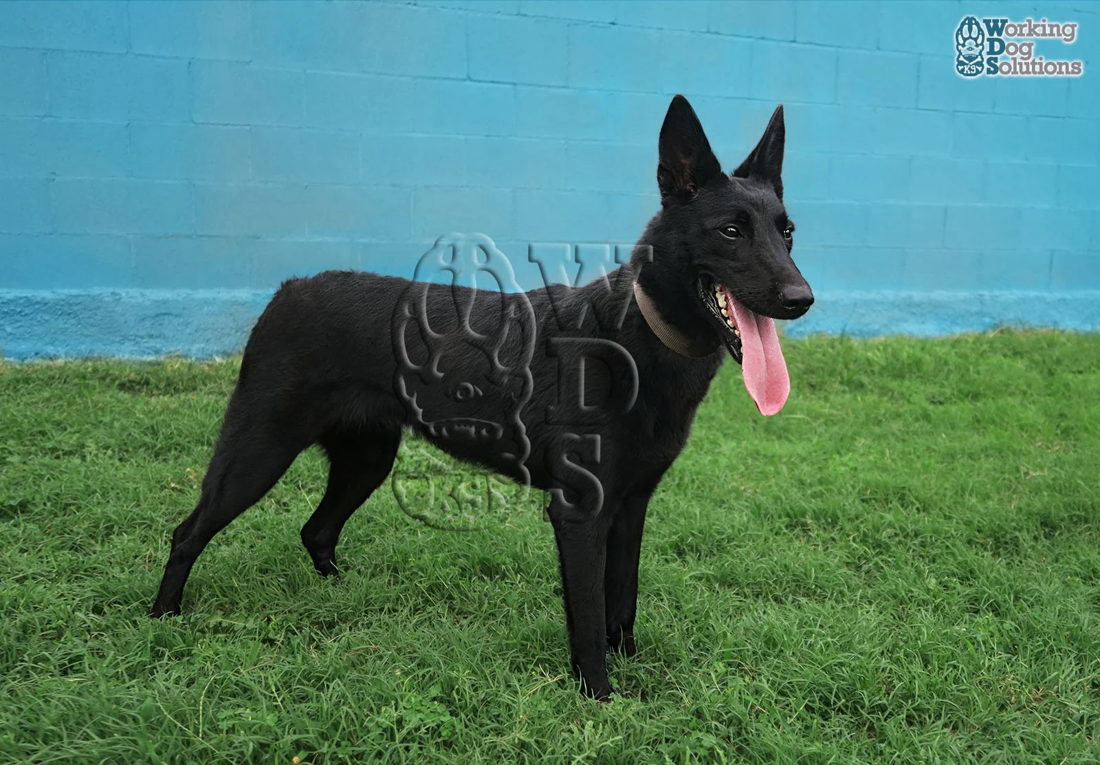 GRETA, perro de Working Dog Solutions
