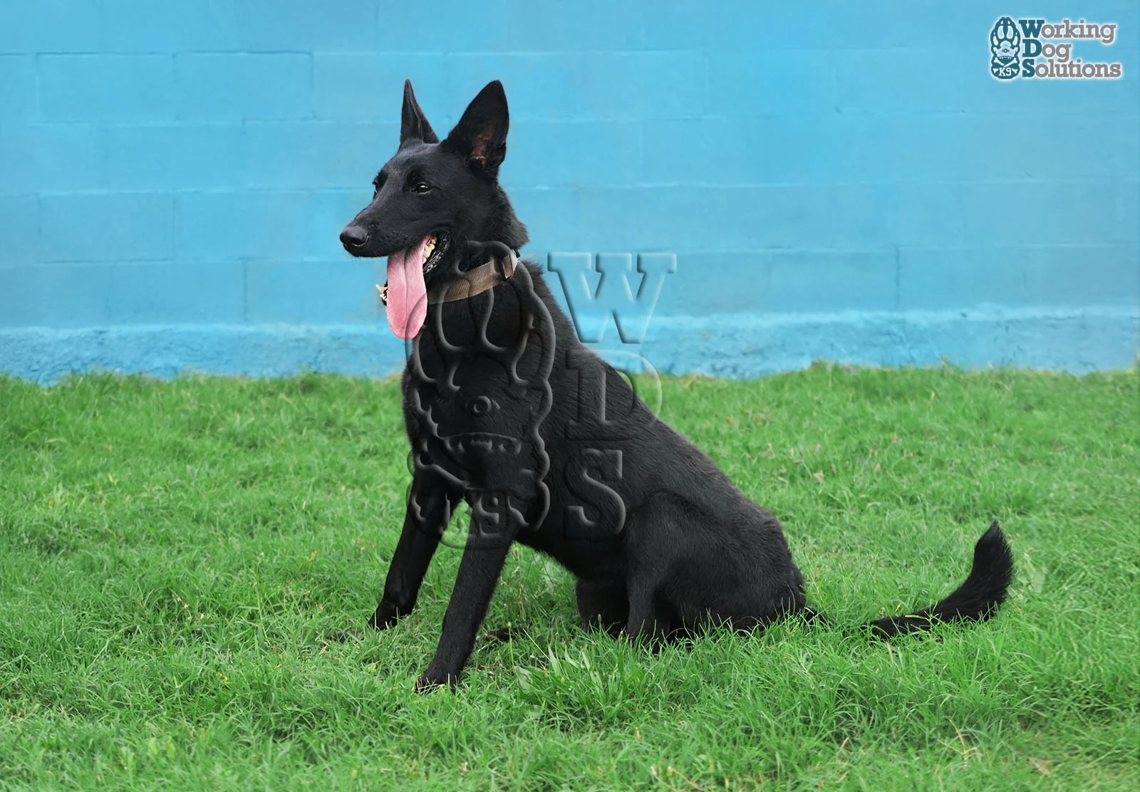 GRETA, perro de Working Dog Solutions