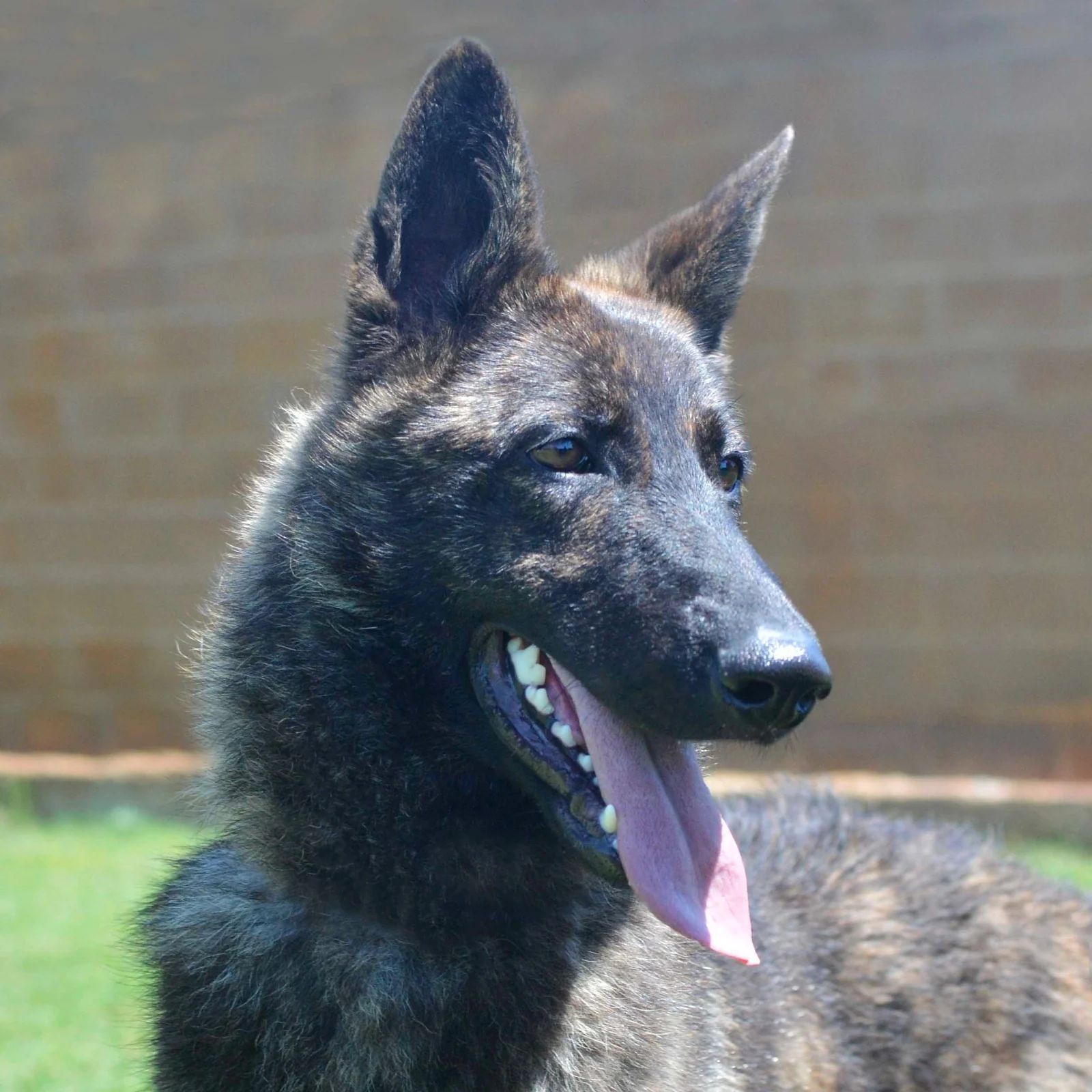 HAVANNA, chien de Working Dog Solutions