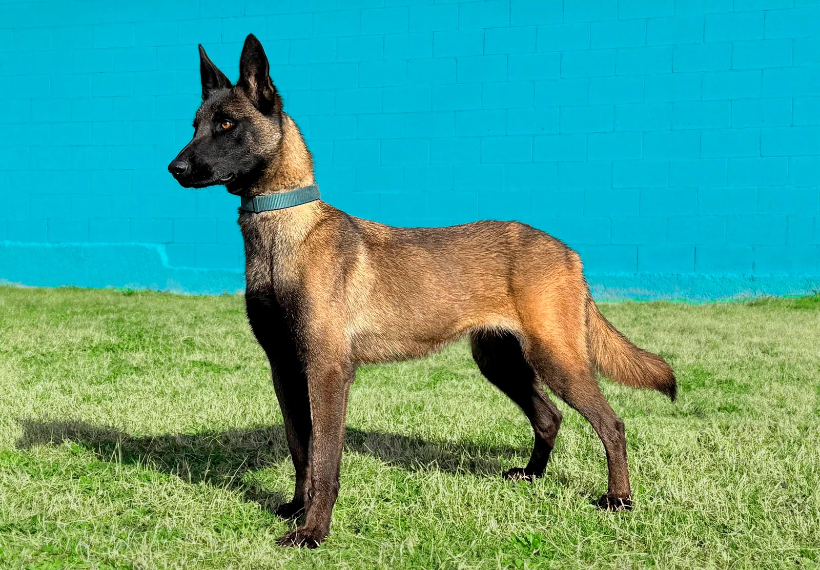 HERA, perro de Working Dog Solutions