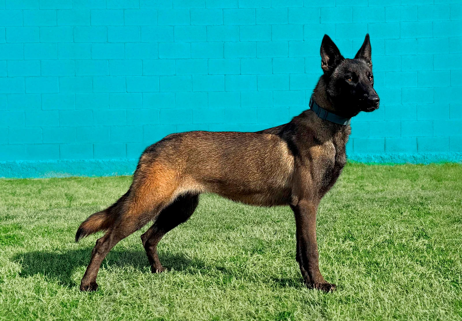 HERA_Fosca, chien de Working Dog Solutions