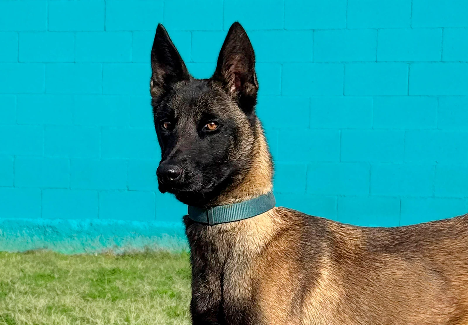 HERA, perro de Working Dog Solutions