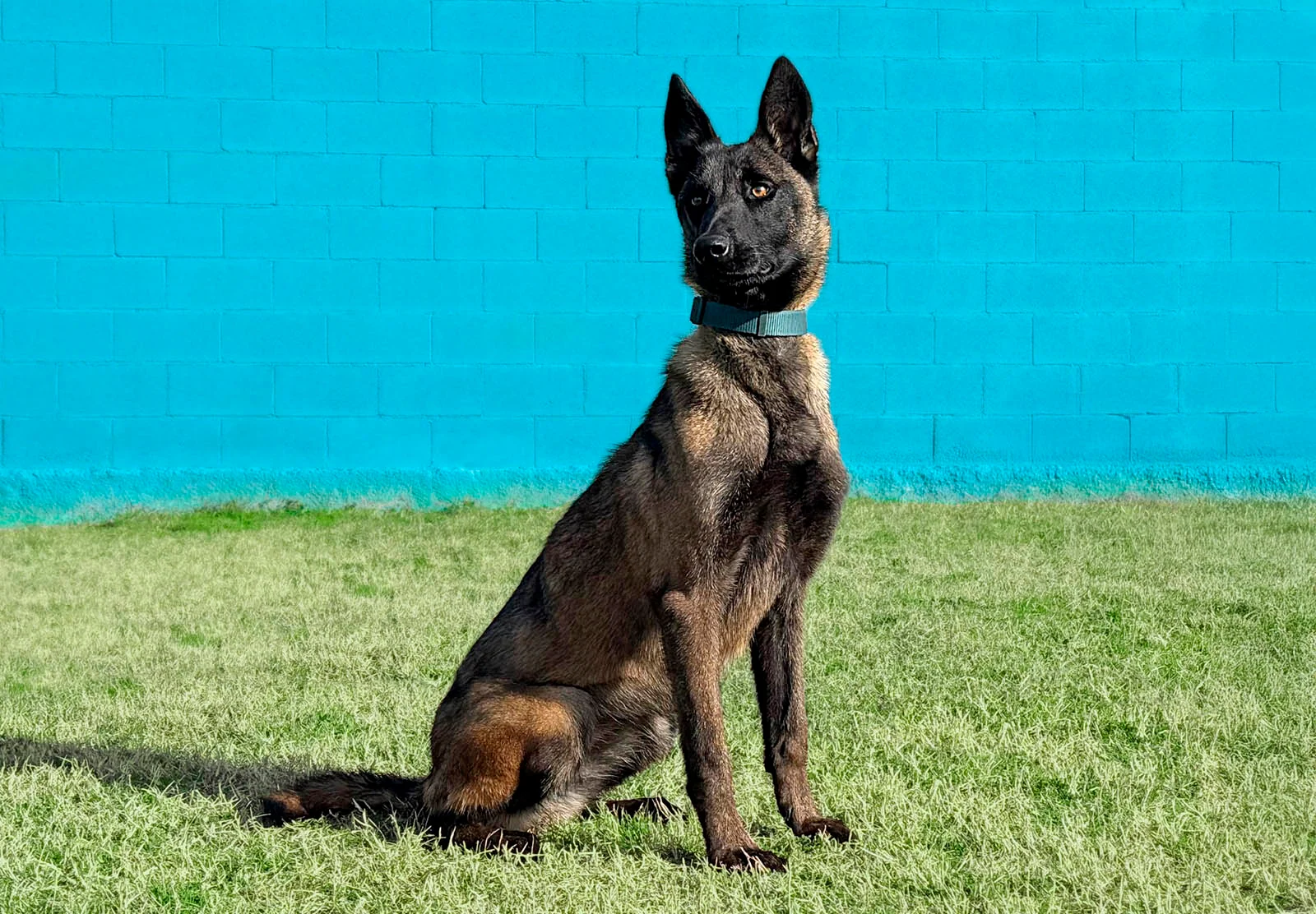 HERA, perro de Working Dog Solutions