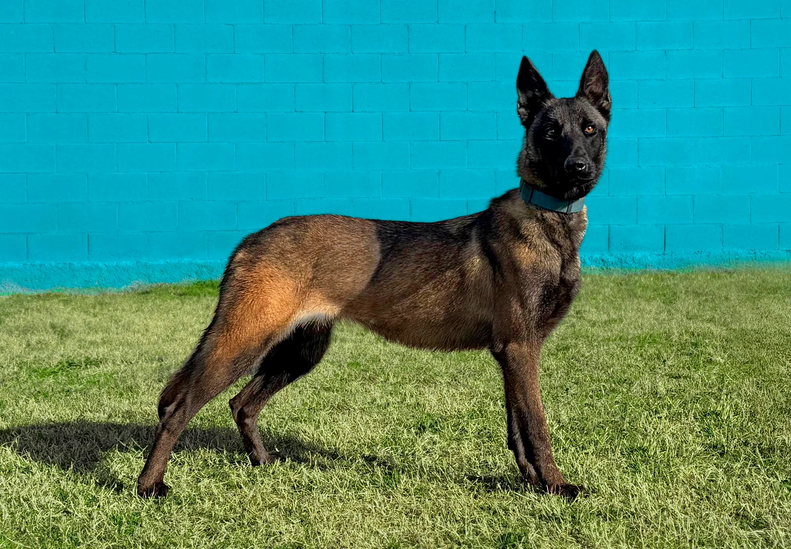 HERA, perro de Working Dog Solutions