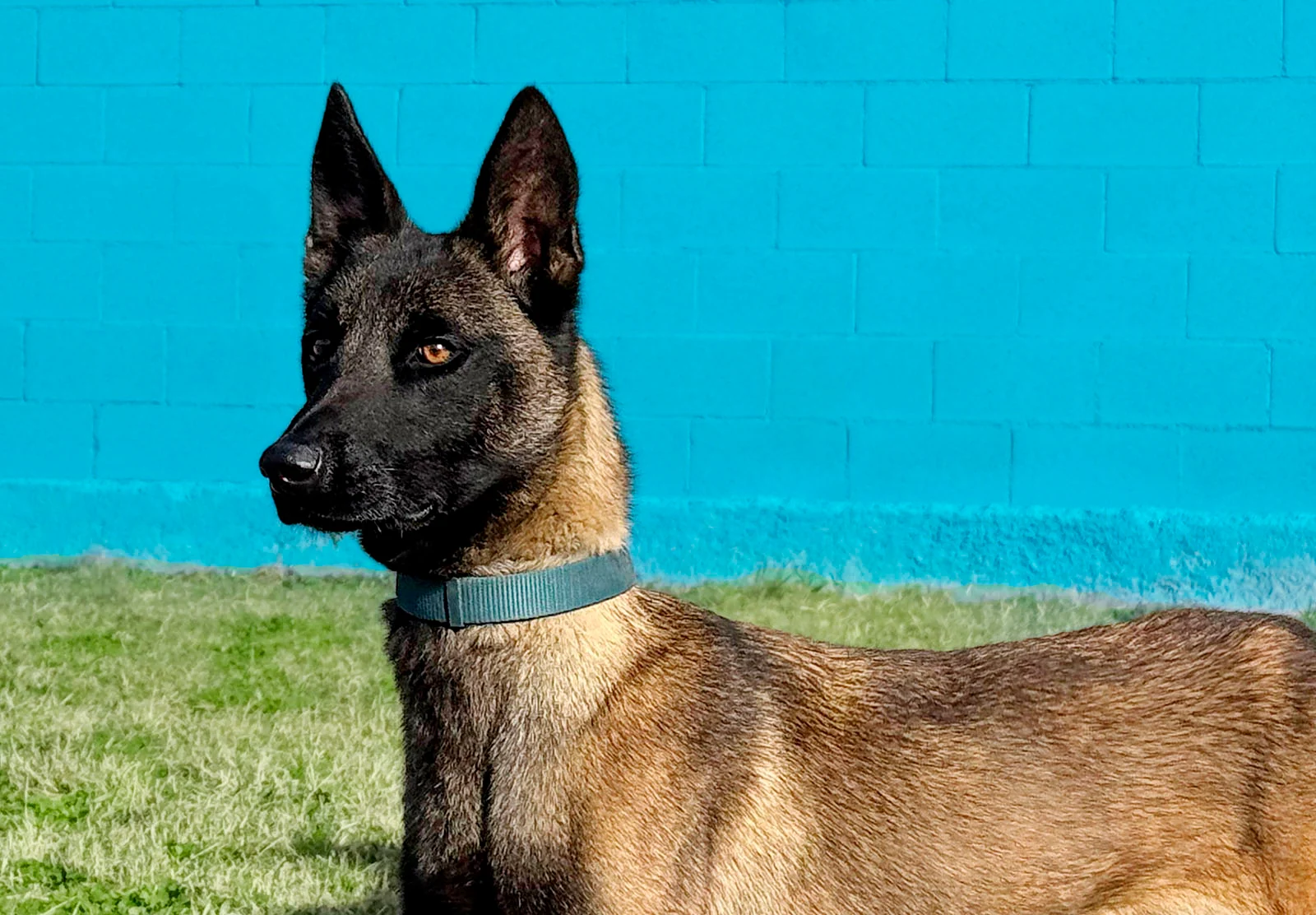 HERA, perro de Working Dog Solutions
