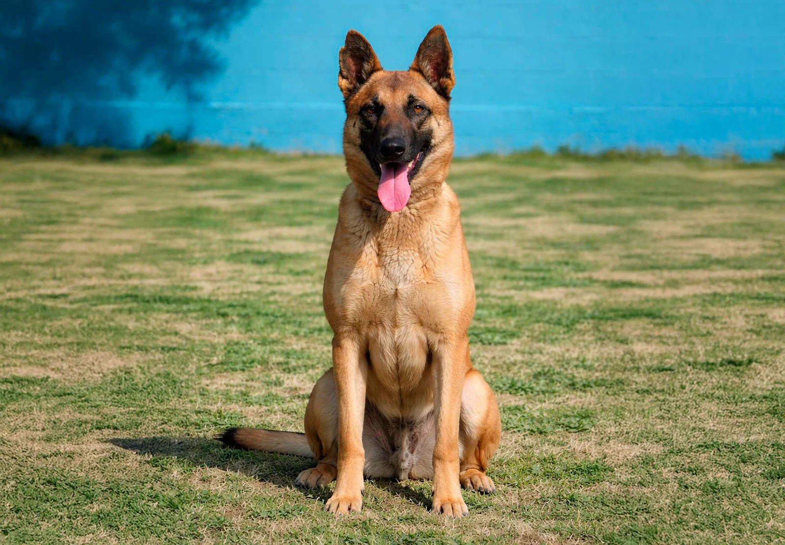 HERA, perro de Working Dog Solutions