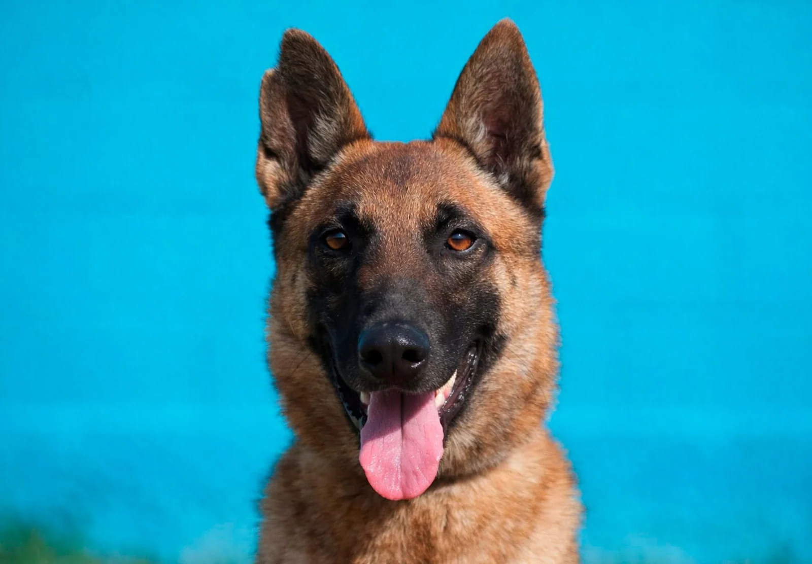 HERA, chien de Working Dog Solutions